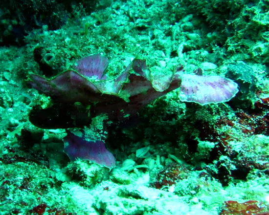 Taenianotus triacanthus vio scuro.jpg - 361885 Bytes